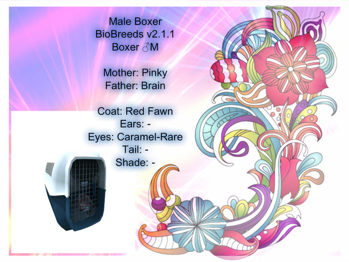 BB Boxer Box