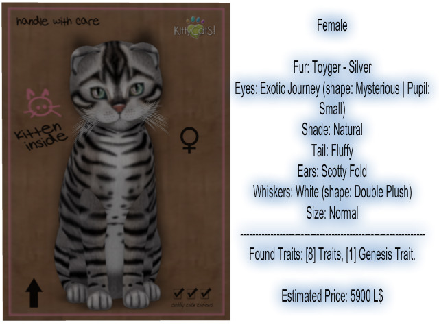 KittyCatS Box - New Born Kitten-Female