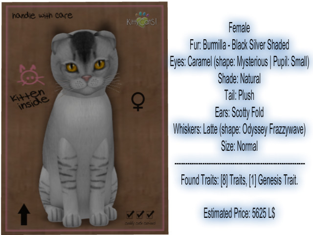 KittyCatS Box - New Born Kitten