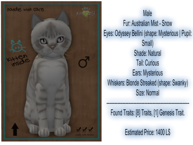 KittyCatS Box - New Born Kitten