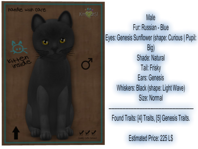 KittyCatS Box - New Born Kitten