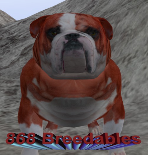 BioBreeds 3T Bulldog Female