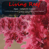 Inochi Reef : Algae "Callophyllis Laciniata"