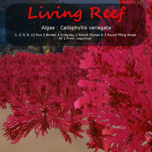 Inochi Reef : Algae "Callophyllis Variegata"