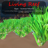 Inochi Reef : Algae "Caulerpa Filiformis I"
