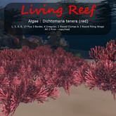Inochi Reef - Dichotomaria tenera (red) - Boxed