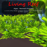 Inochi Reef - Neomeris Annulata - Boxed