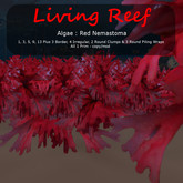 Inochi Reef : Algae "Red Nemastoma"