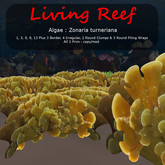Inochi Reef : Algae "Zonaria Turneriana"