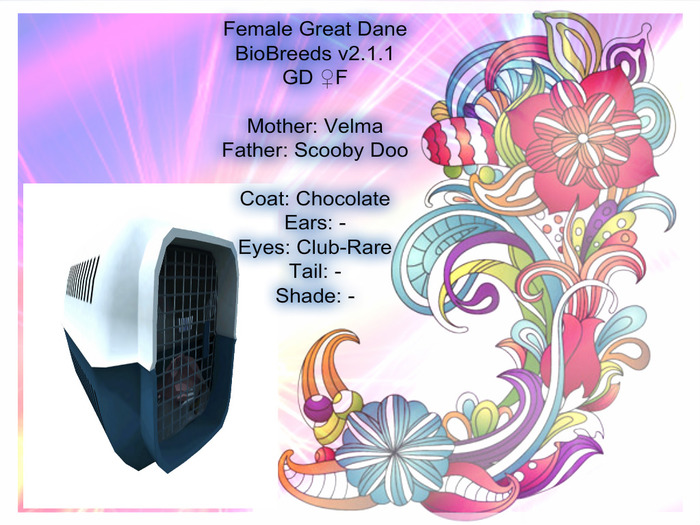 BB GD Box-Female