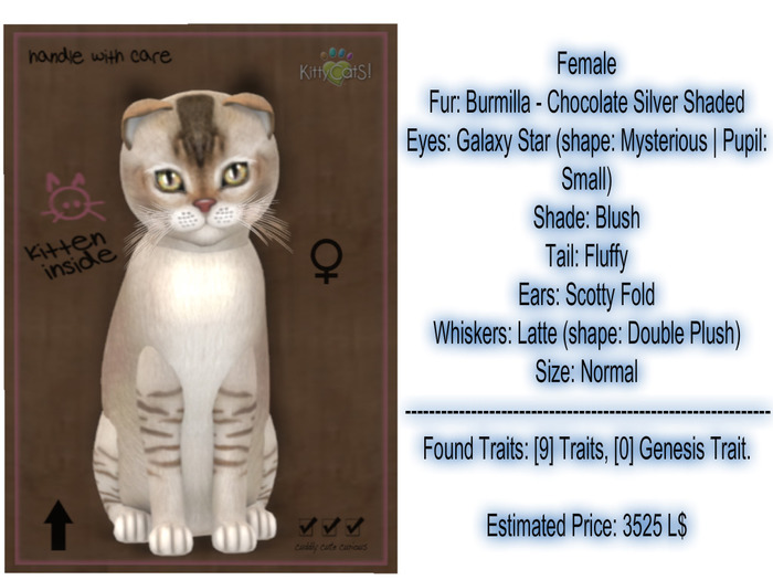 KittyCatS Box - 9T Burm Choc Slvr -Hides Ocean Mist! 2