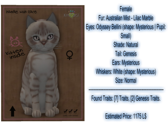 KittyCatS Box - New Born Kitten-Female