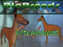 BioBreeds (BB) Dog MALE Greyhound STARTER (Boxed)