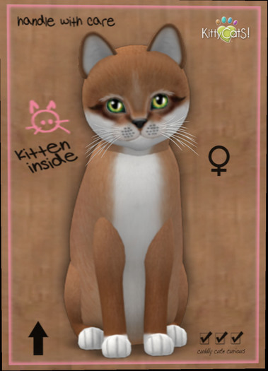 KittyCatS Box - New Born Kitten