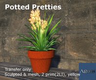 Aguas  - Potted Yellow Pretties