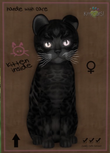 KittyCatS Box - 8T F Bengal - Black