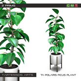 ::TA Polaris Ficus Plant - Copy