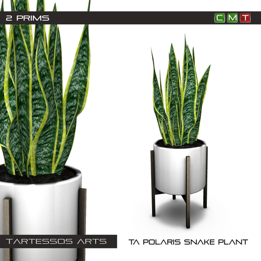 ::TA Polaris Snake Plant - Copy