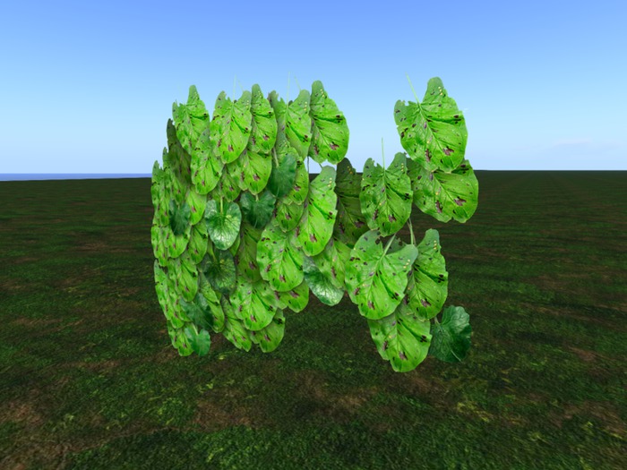 HangingBroadLeafIvy04