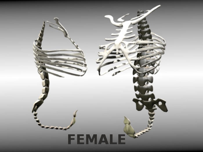 ST. DEMO  Backbone and corset