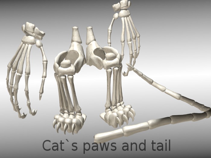 ST. DEMO  Cat`s paws and tail