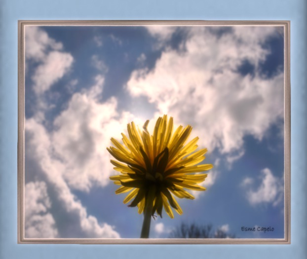 Sky Flower Picture