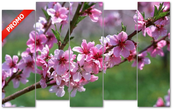 Spring blossoms