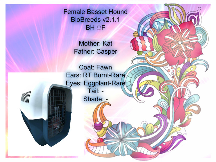 BB BH Box-Female