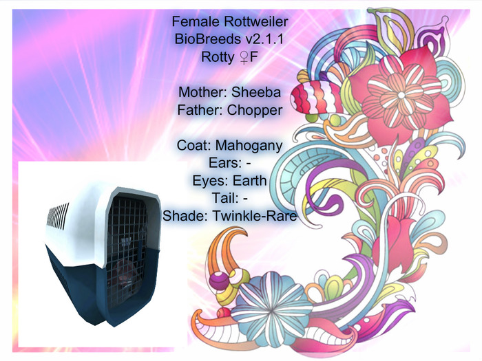 BB Rotty Box-Female