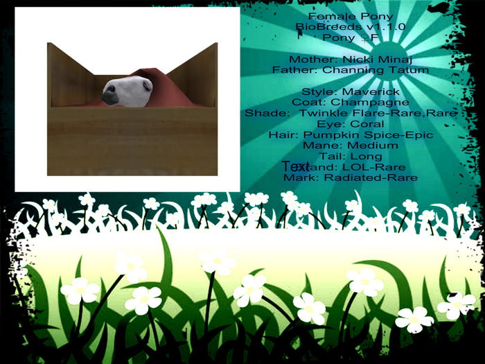 BB Horse Box-Female