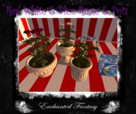 Red White & Blue Roses & Pots ~ Set of 3 (Boxed)