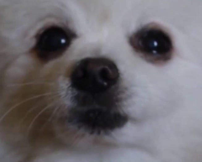 Gabe the Dog - Text to Speech Source (gesture pack)