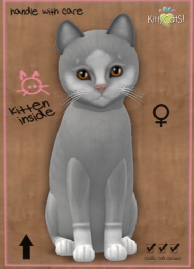 KittyCatS Box - New Born Kitten