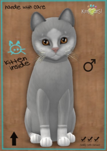 KittyCatS Box - New Born Kitten