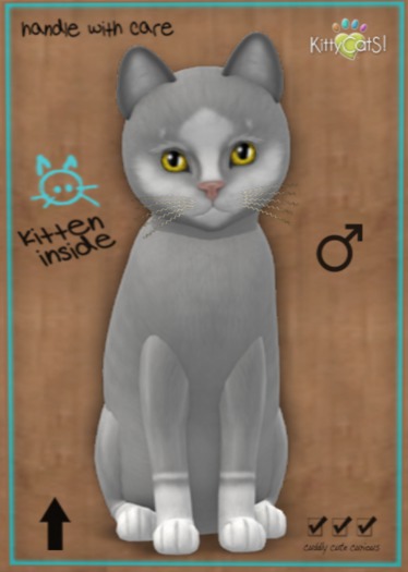 KittyCatS Box - New Born Kitten