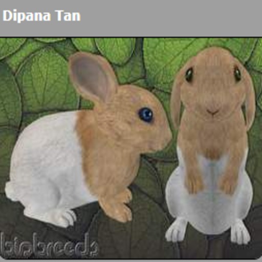 BB Bunny box v1.0.0 Male