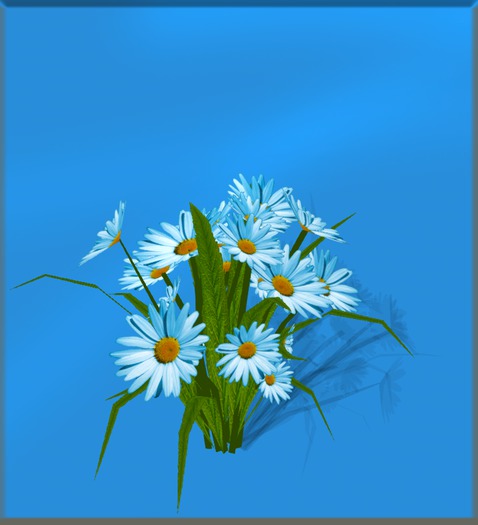 Blue daisies bush for garden, as a gift or pretty table decorat