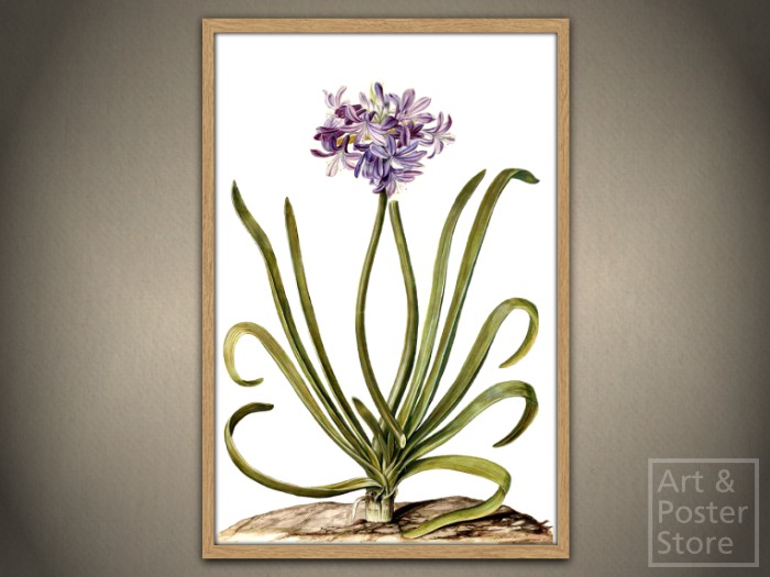 LILY OF THE NILE From The Moninckx Atlas | Mesh Designer Frame with 6 texture options 
