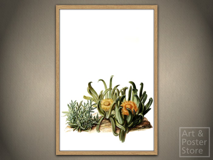 FLOWERING SUCCULENT From The Moninckx Atlas | Mesh Designer Frame with 6 texture options 