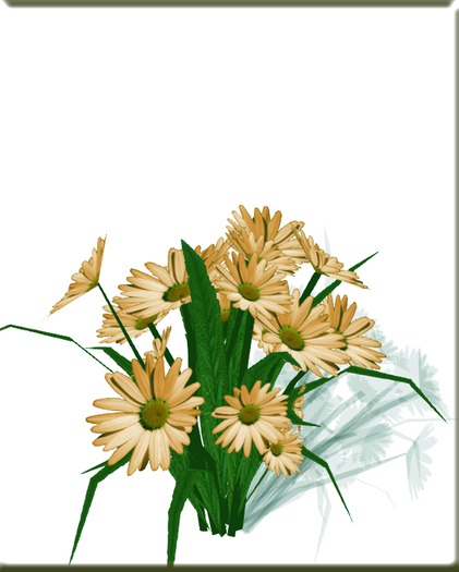 Orange daisies bush for garden, as a gift or pretty table decor