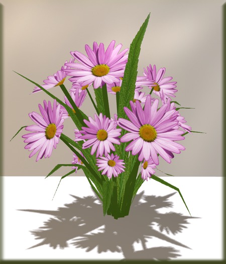 Blue daisies bush for garden, as a gift or pretty table decoration. 1m x 1m