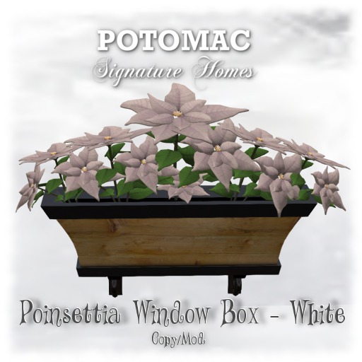 Poinsettia Window Box - White (boxed)