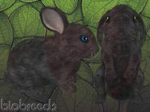 BB Bunny - Squared Steel Rust - cont...