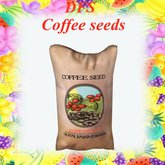coffee seeds