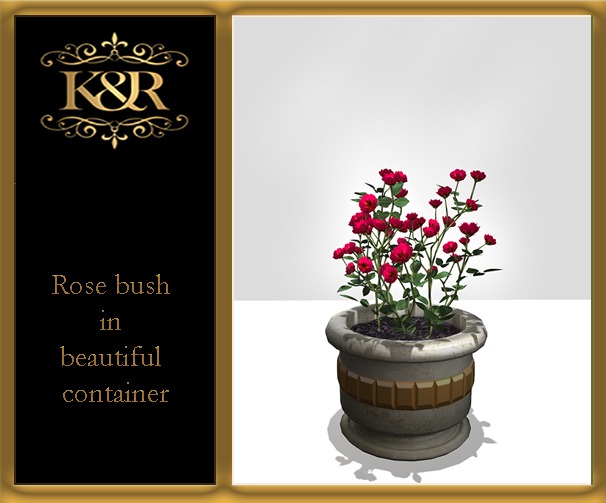 Rose bush in beautiful container