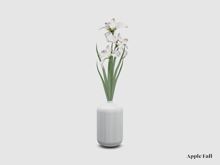 Apple Fall White Iris