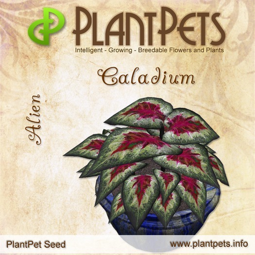 PlantPet Seed [Caladium *Alien*] Box, Open Me