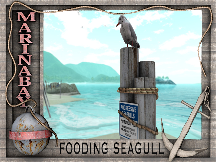 seagull fooding