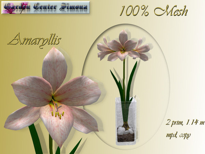 001c_Amaryllis_rose