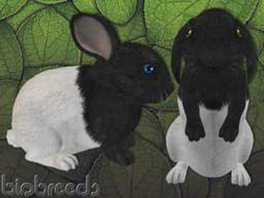 BB Bunny - Dipana Black - F - continued in description